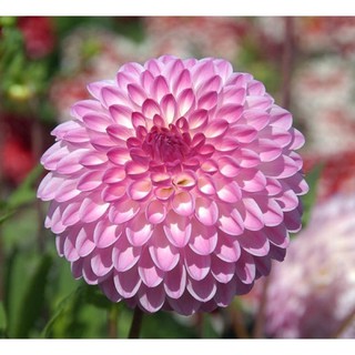 เมล็ดพันธุ์ ดอก รักเร่ สีชมพู ( Sincerity Dahlia Flower Seed ) 10 เมล็ด