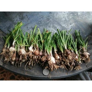 บัวดินเฟริสเลิฟ สีขาวอมชมพู จำนวน 50​ หัว