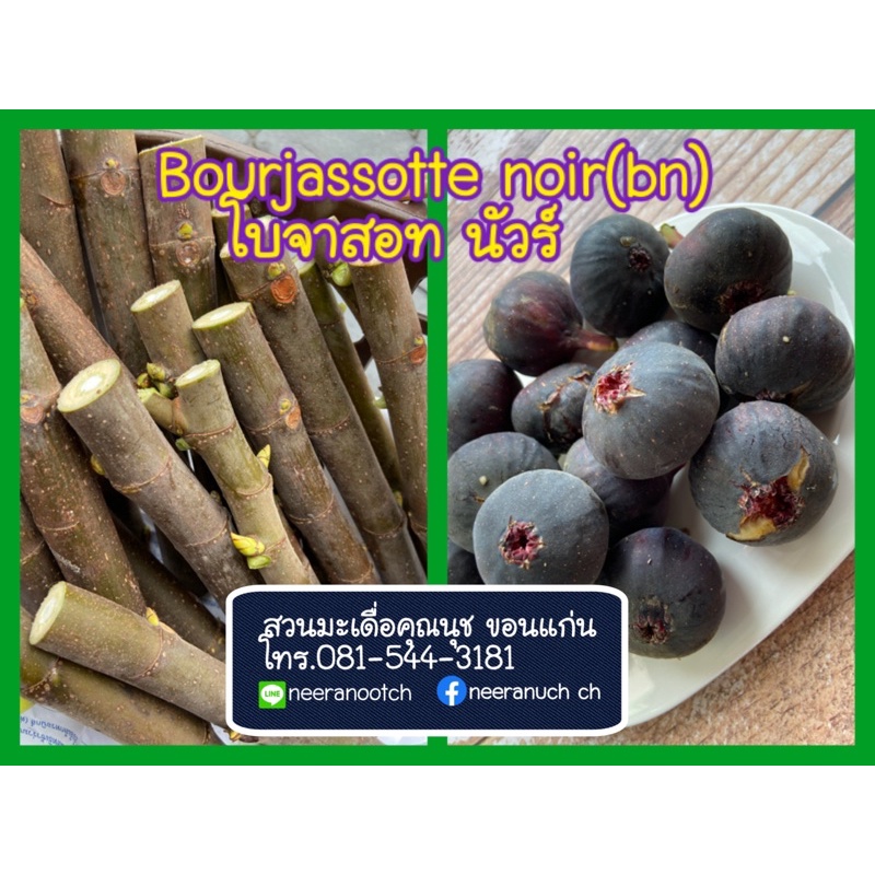 มะเดื่อฝรั่ง โบจาสอทนัวร์ กิ่งสดสำหรับชำ ชุด4 กิ่ง bourjasotte noir fig cuttings set4 pcs