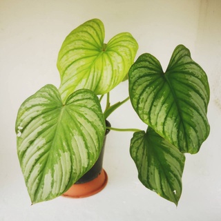 Philodendron Mamei Silver Cloud  (ฟิโลเดนดรอน  หม่าเม่ย ซิลเวอร์ คราวด์)