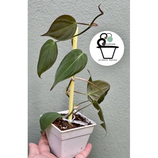 พลูสนิม Black Gold Philodendron