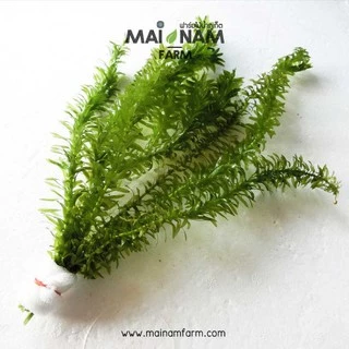 สาหร่าย เดนซ่า ใบน้ำ ไม้น้ำช่วยบำบัดน้ำเสีย เลี้ยงง่าย ไม่ต้องการ co2- EGERIA DENSA ต้นไม้น้ำ