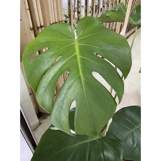 มอนสเตอร่า ไจแอนท์ Monstera Deliciosa (Giant) ไม้ประดับ ไม้โชว์ใบ พร้อมกระถาง 10 นิ้ว (1ต้น/แพค)