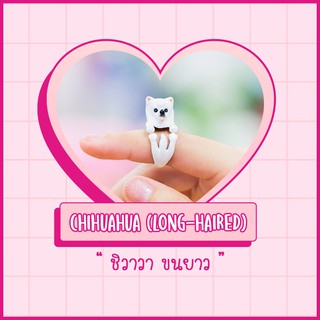 Ring / แหวน : White Chihuahua (Long-Haired) / ชิวาวา ขนยาว สีขาว