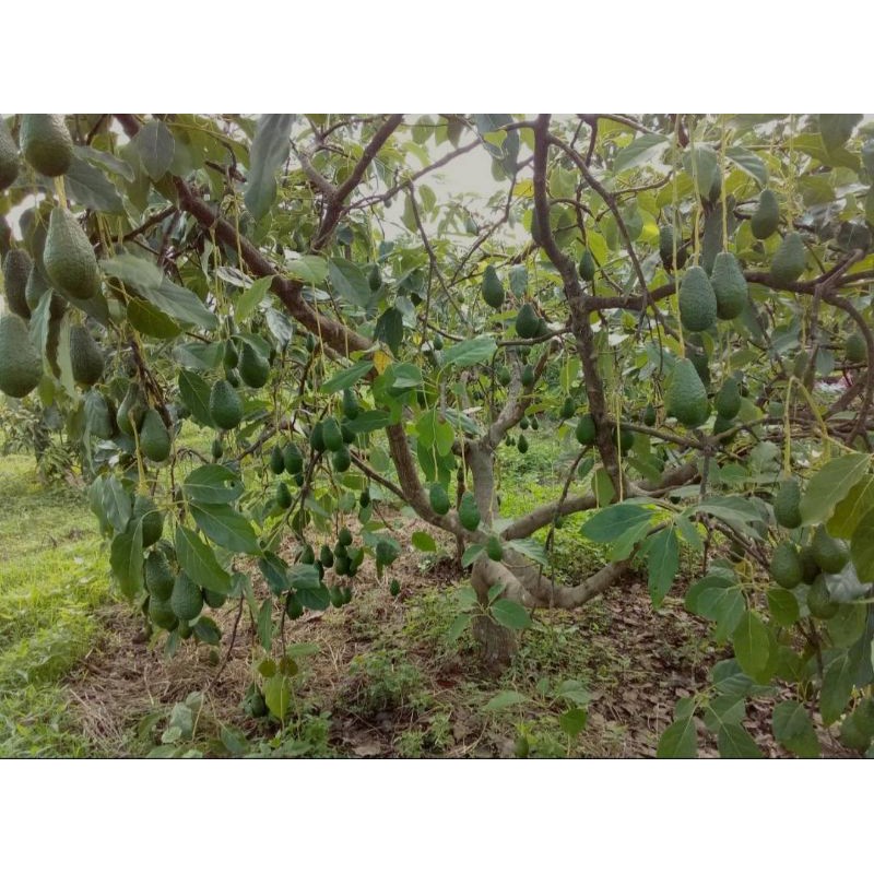 ต้นอะโวคาโดเสียบยอด สายพันธุ์แท้ คัดต้นแข็งแรงส่ง  ส่งแบบตะกร้า แฮส ปีเตอร์สัน บัคคาเนีย บูธ7 034