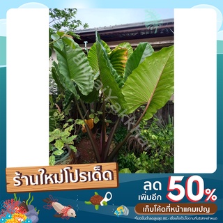 บอนกระดาษดำ ชื่ออื่น บอนกาวี เผือกกะลา กระดาษแดง บอนดำยักษ์ อะโลคาเซีย โคโลคาเซีย ต้นไม้ราคาถูก ไม้ใบ ต้นบอนสี