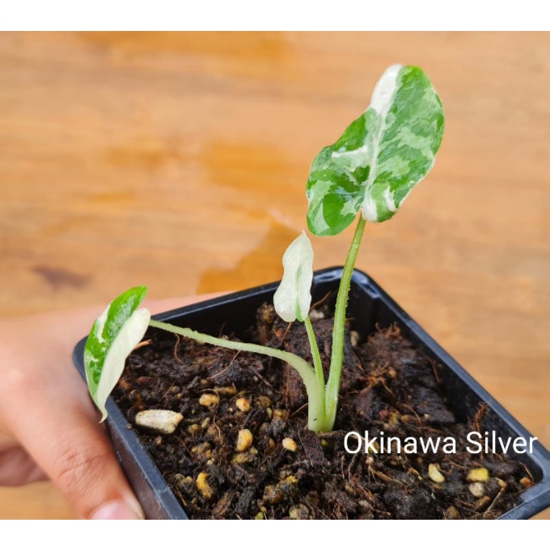 โอกินาว่า Alocasia odora Okinawa Silver *(ได้ต้นตามภาพเลยค่ะ)