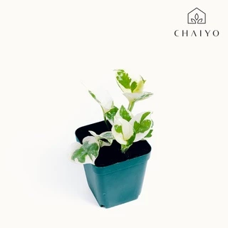 พลูงาช้าง ไม้ฟอกอากาศ กระถาง 2.7 นิ้ว Epipremnum aureum