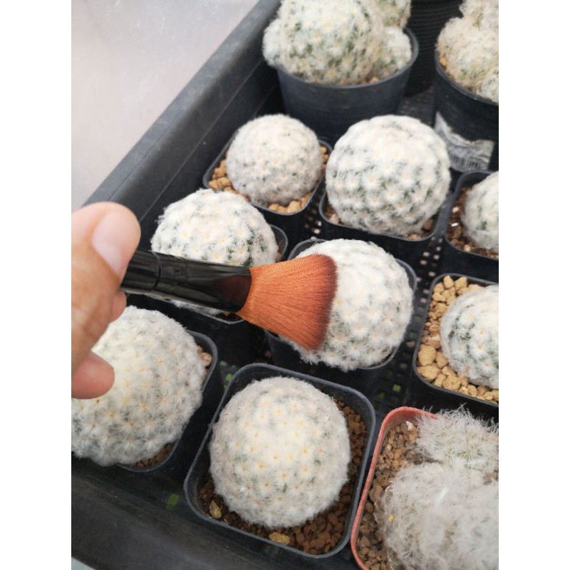 แปรงปัดฝุ่น แปรงปัดเศษดิน แคคตัส กระบองเพชร ร้านชอบCactusSucculent​