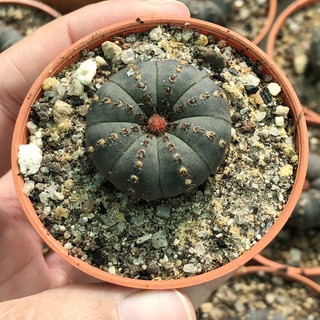 แคคตัส : Frailea castanea v. Nitens