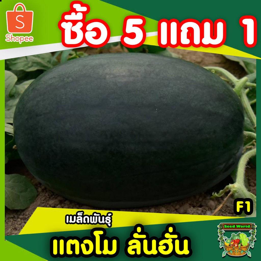 5แถม1เมล็ดพันธุ์แตงโม พันธ์ุลูกผสม ผลทรงรี รสชาติหวานกรอบ ทนแล้งให้ผลผลิตสูง ทนต่อโรคและแมลงศัตรูพืช เมล็ดแตงโม