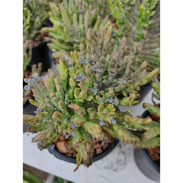 เศรษฐีล้านล้าน Kalanchoe tubiflora cristata ราคา ถูกที่สุด ดีลบีเคเค แกลเลอรีภาพที่ 6