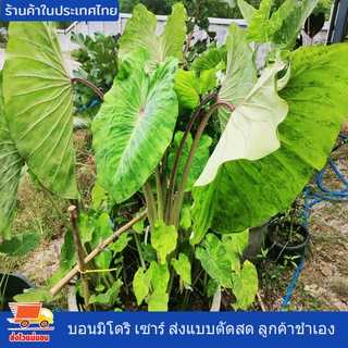 บอน บอนมิโดริ เซาร์ โคโลคาเซีย มิโดริ ซาวร์ Colocasia Midori Sour ส่งแบบตัดสด ลูกค้าชำเอง สายพันธุ์แท้ กำลังเป็นที่นิยม