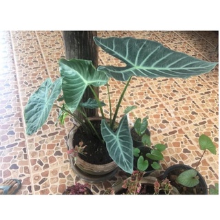 Alocasia candelabra แก้วหน้าม้าป่า ตัดใบจัดส่งเป็นเหง้าโตๆ #ต้นไม้มาแรงสำหรับคนรักไม้ใบ