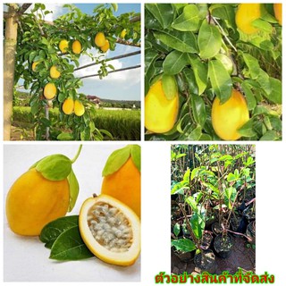 (ขาย ต้นพันธุ์) ต้น เสาวรสหวาน พันธุ์ ลอริฟอร์เลีย  Laurifolia Passionfruit  เสาวรส หวาน ต้นเสาวรส