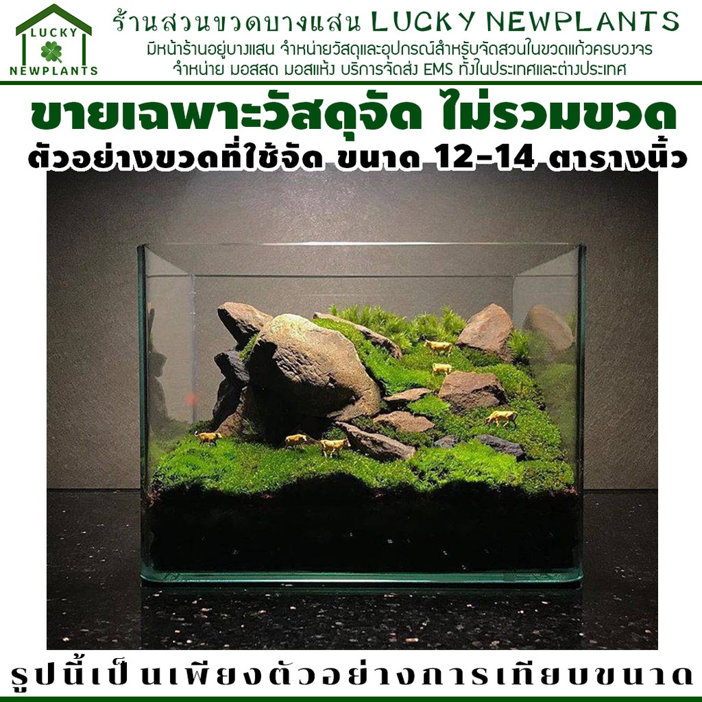 ชุดจัดสวนในขวดแก้ว ขนาดใหญ่พิเศษ จัดได้ 12-14 ตารางนิ้ว ราคา ถูกที่สุด ดีลบีเคเค แกลเลอรีภาพที่ 8