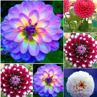 （อัตราการปลูกสูง）200Pcs/bag Mix Color Dahlia Flowers Seeds Chinese Peony Home Garden Potted Plants เมล็ดพันธุ์พืช เมล็ดด