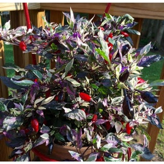 เมล็ดพันธุ์พริกคาลิโคด่าง"(Variegated Calico Pepper Seed) บรรจุ 25 เมล็ด ของแท้ คุณภาพดี ราคาถูก นำเข้าจากต่างประเทศ