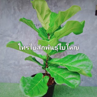 ไทรใบสักใหญ่​ ต้นสูง​100ซม++ ฟอร์มสวย​ต้นตรงสูง รากแน่น​พร้อมส่งค่ะ