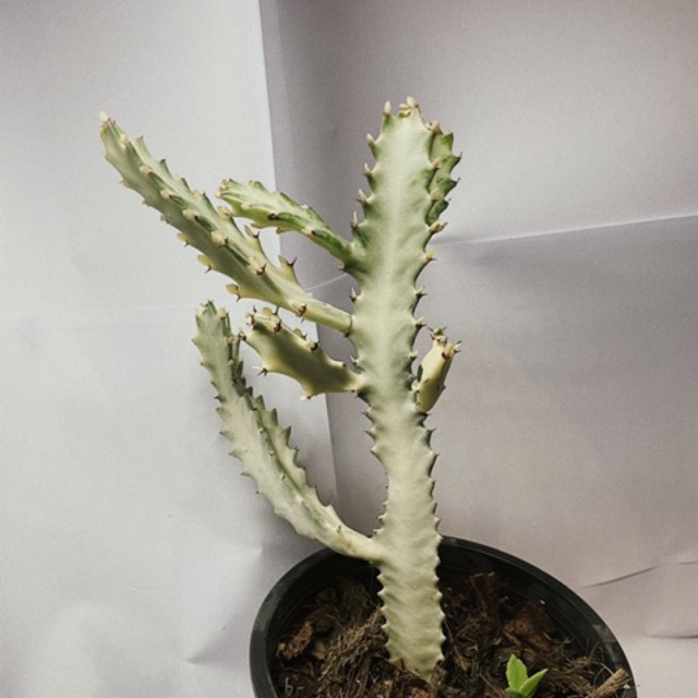 สลัดไดด่าง (Euphorbia trigona variegated)