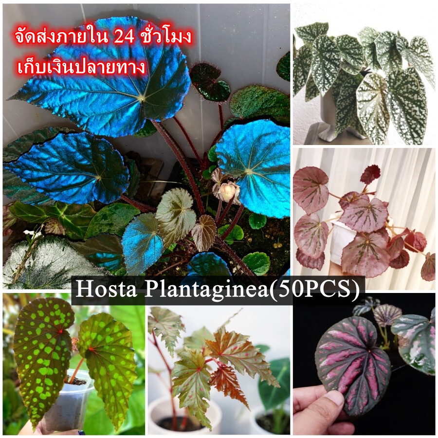 ปลูกง่าย ปลูกได้ทั่วไทย ของแท้ 100% 50pcs บีโกเนีย Mixed Begonia Seeds (Hosta Plantaginea) เป็นไม้พุ