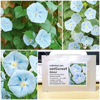 เมล็ดพันธุ์ มอร์นิ่งกลอรี อีสเมย์ (Ismay Morning Glory Seed) บรรจุ 15 เมล็ด คุณภาพดี ราคาถูก ของแท้ 100%