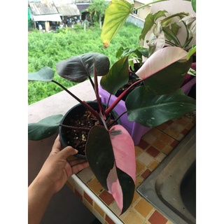 ต้นฟิโลเดนดรอนพิ้งค์ ปรี๊นเซส Philodendron Pink Princess  1 ใบ