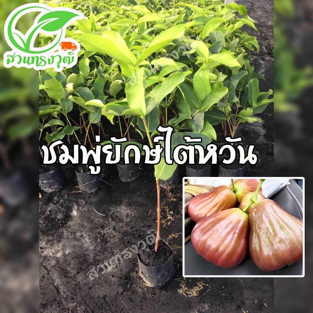 🍑🍑🍑ชมพู่ยักษ์ไต้หวัน ตอนกิ่ง พร้อมปลูก🍑🍑🍑