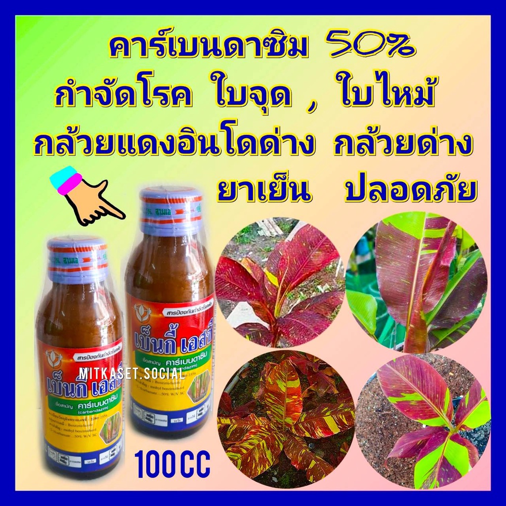 กำจัดเชื้อรา กล้วยด่างแดงอินโด กล้วยด่าง โรคใบจุดกล้วย ใบไหม้ คาร์เบนดาซิม 50% ขนาด 100 cc โรคใบจุดก