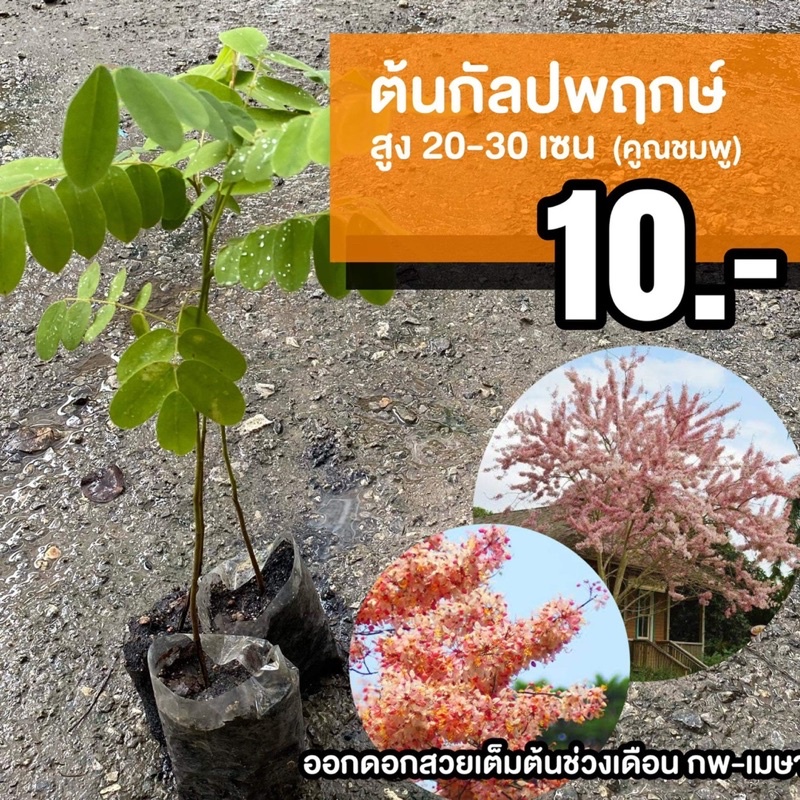 ต้นกัลปพฤกษ์ (จำนวน 10 ต้น) สูง 20-30  เซนติเมตร Cassia bakeriana #กัลปพฤกษ์