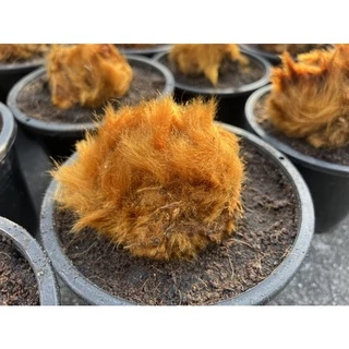 ว่านลูกไก่ทอง ไม้มงคลโบราณ ซื้อ3แถมเล็ก1 ขนสีทองสวย ว่านลูกไก่ปลูกไว้เสริมดวงและบารมี เป็นไม้มงคลโบราณ