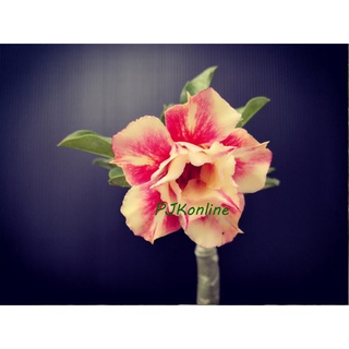 อาทิตย์ทรงกลด ต้นชวนชม ดอกซ้อน adenium desert rose plant