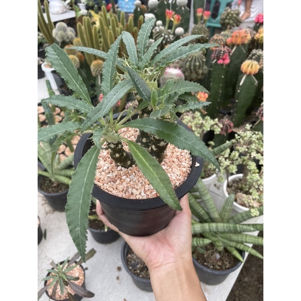 ราคา ไม้อวบน้ำ ต้นมะพร้าวทะเลทราย ดอร์ททีเนีย (Dorstenia) พ.ค. 2024