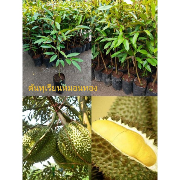 ต้นทุเรียน พันธุ์หมอนทอง ต้นเสียบยอด สูง 150-170 ซม. ฟอร์มสวย