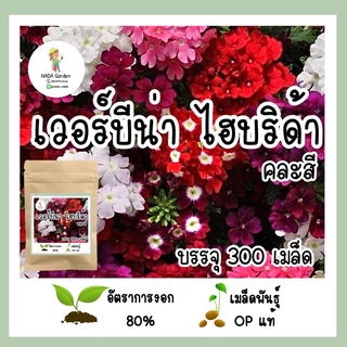 เมล็ดพันธุ์ เวอร์บีน่า ไฮบริด้า 300 เมล็ดคละสี เมล็ดพันธุ์OPแท้ อัตราการงอกสูง