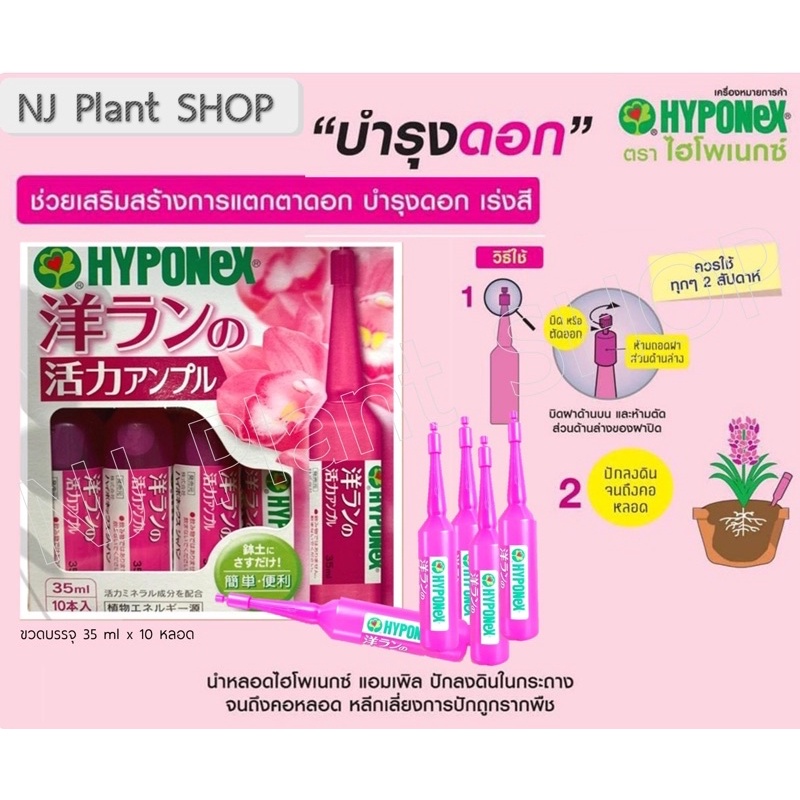 🧪ปุ๋ยปัก Hyponex Ampoule  สีชมพู่ สินค้านำเข้าจากญี่ปุ่น 🇯🇵