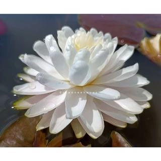 บัวฝรั่งชื่อมัลลิกา Waterlily (Newมาใหม่จ้า)ดอกใหญ่ขาวกลมมากออกตลอดปีจ้า