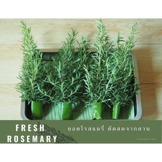 ยอดโรสแมรี่สด fresh rosemary herb โรสแมรี่ตัดยอดจากสวนสดใหม่