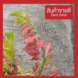 ต้นไม้ แต่งสวน สีสันสวยงาม ส่งเป็นกิ่ง