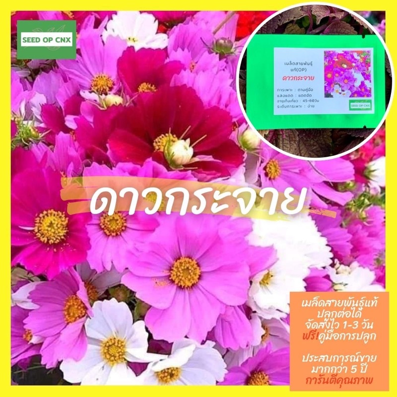 เมล็ดสายพันธุ์แท้หายาก #ดาวกระจาย200เมล็ด แท้ % [ในร้านมีให้เลือกอีกเยอะมาก ]