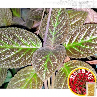 Karlyn Episcia or Flame Violet Plant ( Hanging Plant)男装/头饰/seeds/花园/文胸/手链/香菜/上衣/园艺/苹果//กุหลาบ 7HS7