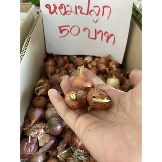 หอมสำหรับปลูกกิโลกรัมละ50บาท👍👍👍👍👍👍