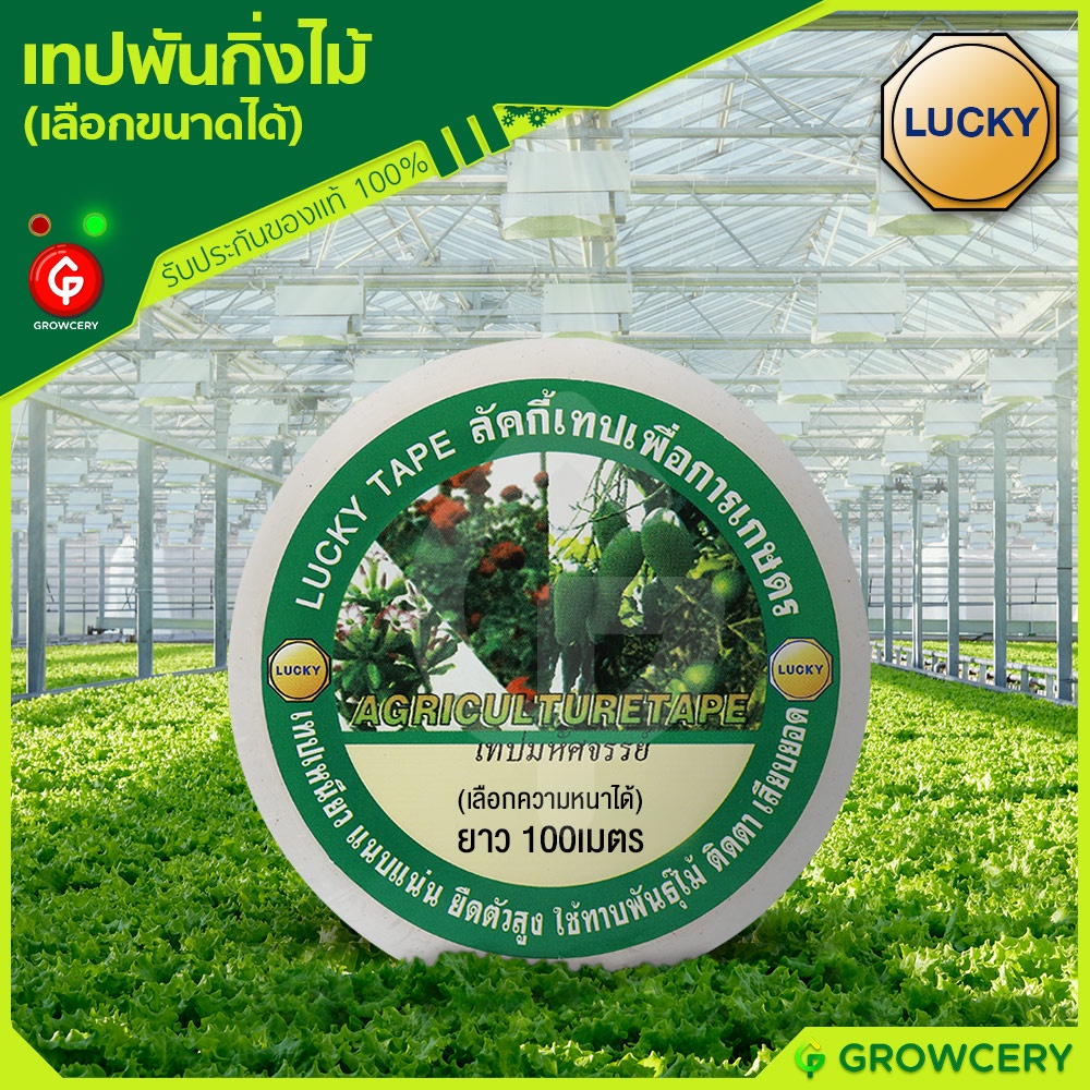 [G] เทปพันกิ่งไม้ เทปติดตาต้นไม้ ยาว 100 ม. ยี่ห้อ LUCKY TAPE ขนาด 1/1.25/1.5/2 นิ้ว โดย GROWCERY – โปรปัง