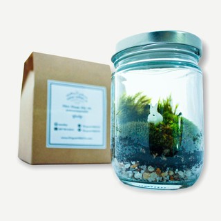 (เหลือ 259.- โค้ด DETFEB30) mini terrarium diy set for beginer