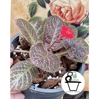 พรมญี่ปุ่นหรือพรมกำมะหยี่ Episcia cupreata