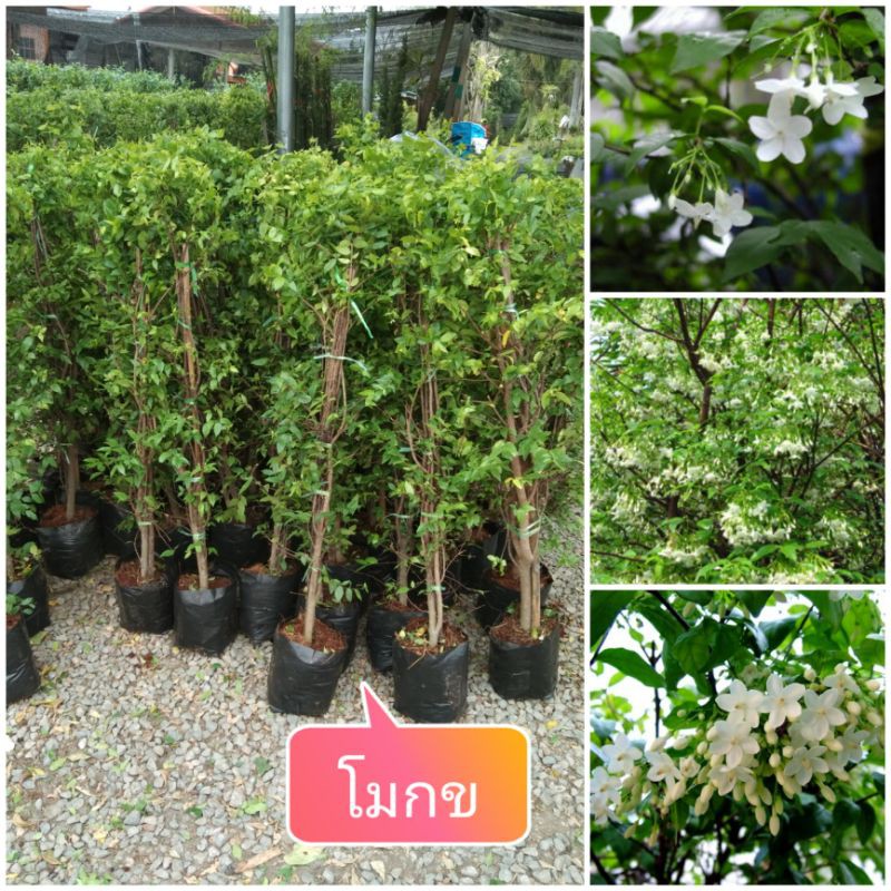🌼ต้นโมก ดอกไม้สีขาวกลิ่นหอมบริสุทธิ์สูง100_120cm.