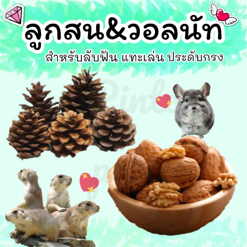 ลูกสนและวอลนัท สำหรับแทะเล่น ลับฟัน ตกแต่งกรง