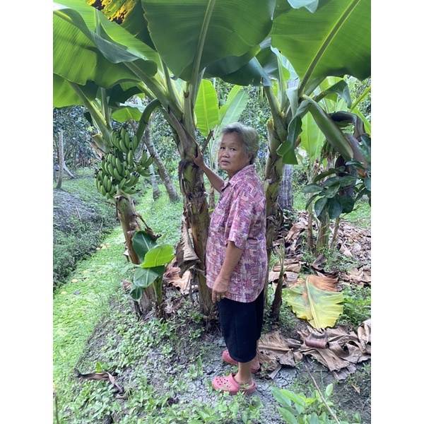 ☘️🍌☘️#หน่อกล้วยหอมเขียวพันธุ์เตี้ยสวนอาม่า…อัมพวา☘️🍌☘️
