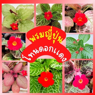 พรมญี่ปุ่น "โทนดอกสีแดง" (
red flower tone) สีดอกเด่นชัด มีหลากหลายแบบ ปลูกง่าย เลี้ยงง่าย โตไว ราคาถูก(กระถาง 3 นิ้ว)