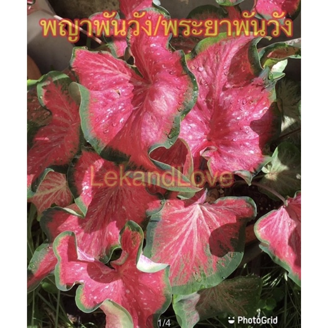 (ส่งวันถัดไป)บอนสี บอนแดง บอนเก่า พระยาพันวัง พญาพันวัง ราชินีไม้ใบ